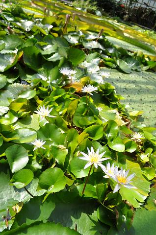 Muenchen 2011 499.jpg - München Botanischer Garten